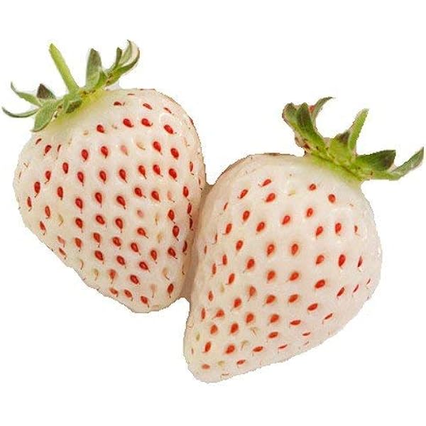 白苺 イチゴ 天使のいちご エンジェルエイトの苗 3苗セット 野菜 Amazon