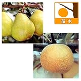 ナシ（梨）2種セット：ラフランスと幸水（コウスイ）4～5号ポット[受粉セット][苗木] ノーブランド品