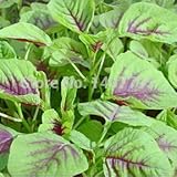 赤アマランサス、アマランサスのmangostanus、食用アマランサス野菜の種 - 100シード粒子