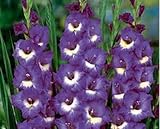 free ship 20seeds Gladiolus seeds, gladiolus flower seeds, 95% germination, DIY Aerobic potted plant