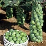 芽キャベツの苗 3株セット