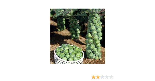 Amazon 芽キャベツの苗 3株セット 花