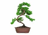 Brussel's Green Mound Junpier Bonsai [並行輸入品]