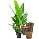 タビビトノキ(旅人の木) 10号サイズ【バスケット(鉢カバー) 付き】 バスケット01