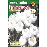 秋植え球根 クロッカス ホワイト (543942)