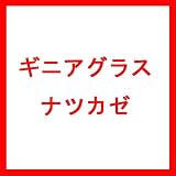 【種 2kg】 ギニアグラス ナツカゼ コート種子 畑作 線虫抑制 緑肥 [播種期：5～8月] 雪印種苗 米S代不
