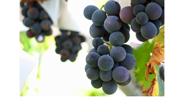 Amazon 山梨県産 ぶどう 葡萄 自然栽培 巨峰 種あり 2kg 4 6房 ゆいまる農園 果物 通販