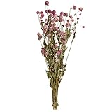 東京堂 ドライフラワー 千日紅 (約45ｇ入り) ピンク FD000138-002