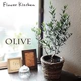 オリーブ 5号鉢　品種お任せ　 丸バナナカゴ【茶】 受け皿付き　 Mサイズ