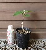 イエライシャン （夜来香） ポット苗