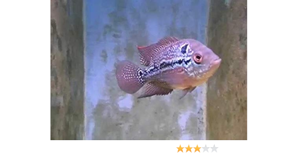 通販 人気 シクリッド系 フラワーホーンレッドパール フラワーホーンレッドパール シクリッド 10匹 観賞魚生体 Basementsny Com