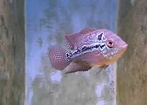 通販 人気 シクリッド系 フラワーホーンレッドパール フラワーホーンレッドパール シクリッド 10匹 観賞魚生体 Basementsny Com