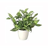 光の楽園【光触媒／人工観葉植物】シルバーキング 生活用品 インテリア 雑貨 インテリア 家具 観葉植物 top1-ds-1810387-ak [簡易パッケージ品]