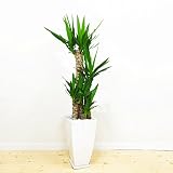 ユッカ エレファンティペス 陶器鉢　角型 １１０ｃｍ 観葉植物 インテリア 中型 大型 お祝い 自宅用 プレゼント