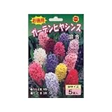 秋植え球根 お徳用 ガーデンヒヤシンス混合5球 (542754)