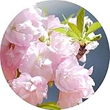 桜 苗木 旭山桜 12cmポット苗 あさひやまざくら さくら 苗 サクラ