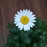 100本除虫菊の種子自然モスキート反発植物の種子は、簡単には鉢植えの香りのハーブ花の種を成長させます