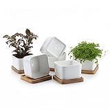 T4U 8.5CM 陶器鉢 白 スクエア NO.1 植木鉢 多肉植物 サボテン鉢 竹トレイ付き 6個入り