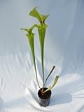 食虫植物　Sarracenia flava var.rugelii Horizontal fine splash (サラセニア フラバ　ルゲリー ホリゾンタル　ファイン　スプラッシュ)