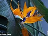Strelitzia reginae - Bird of Paradise Flower - 15 seeds
