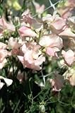 【PLANT】Sweet Pea Spencer Linda Mary スイート・ピー・リンダ・マリー（スペンサー・グループ）・1苗＊2018新品種