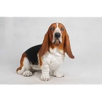 41ByIkAU0AL._AC_UL210_SR210,