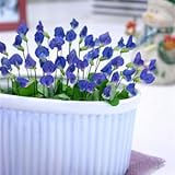 宿根草 ブルークローバー（ブルーオキザリス）１株