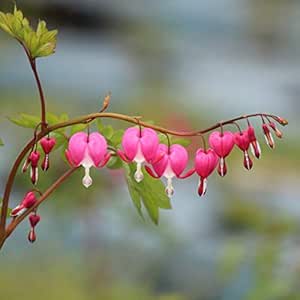 Amazon 紫桜館山の花屋 山野草 桃花ケマンソウ タイツリソウ 9cmポット苗 鉢