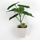 光触媒 アートフラワー観葉植物 インテリア グリーン 造花  ジャロファ