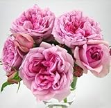 バラ苗 ローズポンパドゥール 国産大苗デルバールオリジナル角鉢6号 四季咲き大輪 ピンク系 フレンチローズ（デルバール）