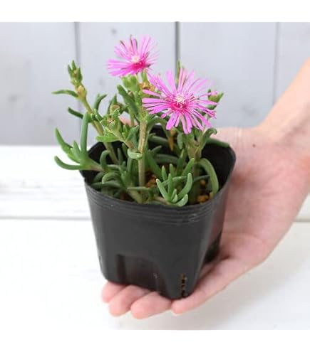 Amazon.co.jp: ベチバー Vetiver 50苗 : DIY・工具・ガーデン