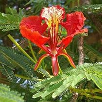 引き取り限定　超特大　トックリビロウ　クバ　球状の幹 Amazon.co.jp: 【種子】Ceiba Speciosa/Chorisia speciosa