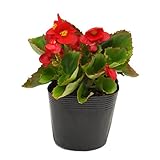 花市場直送便 花苗 ベゴニアセンパー 赤 8入