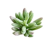 SUND　小型　人工観葉植物　多肉植物　造花　DIY　模造葉　ミニ多肉植物　フロッキング　手触りいい　手作り　インテリア　雑貨　高品質　枯れない　結婚式　誕生日　発表会　入学式　卒業式　適用　選べる3