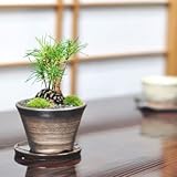 盆栽妙 松ぼっくりの盆栽 樹高7cm×幅8cm