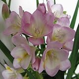 チューアフリージー球根、花の種、室内ポット花蘭、Freesia Rhizome花球根花の静かな家庭植物 - 2つの球根黄色