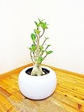 【観葉植物】【モダン】【スタイリッシュ】【お洒落】【送料無料】陶器鉢仕立てのアデニューム（別名砂漠のバラ）40センチ前後（6号）1年に数回花を咲かせます。