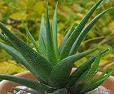Haworthia glabrata - succulent - 10 seeds
