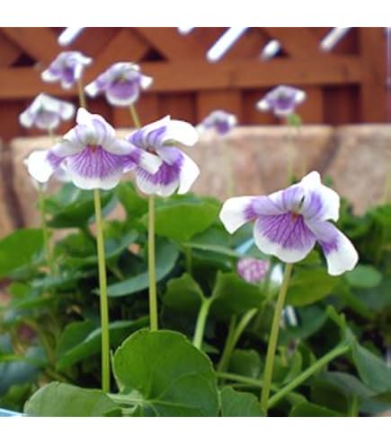 完全無農薬スミレ苗✿Sweet Vioret✿ガーデン用【すみれ大小mix5苗】 完全無農薬スミレ苗✿Sweet Vioret✿ガーデン用【すみれ大小mix5苗】