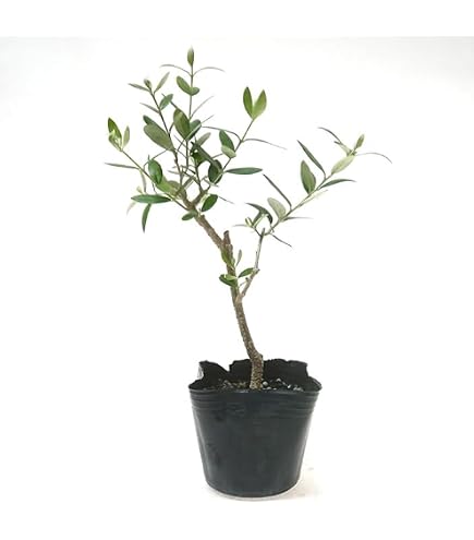 Amazon.co.jp: オリーブの木 カラマタ 挿し穂5本 : DIY・工具・ガーデン