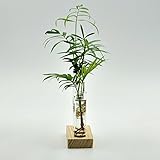 Lovoski ガラス製　花瓶　水耕栽培用　ボトル　シリンダー型　（クリア）　3本　＆　木製　ベース　置台　長方形