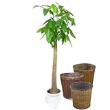 パキラ 朴タイプ 10号【バスケット(鉢カバー) 付き】 バスケット01