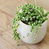 ホーム＆ガーデンフラワーポットプランターのためのジューシーな種子盆栽の植物の種子 - 30個/ロット