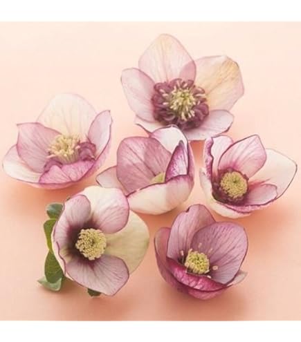 Amazon | クリスマスローズ 一重咲きホワイト系シングル 9cmポット苗