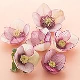 クリスマスローズ 一重咲きピコティー系シングル 9cmポット苗　松村園芸・実生選抜苗