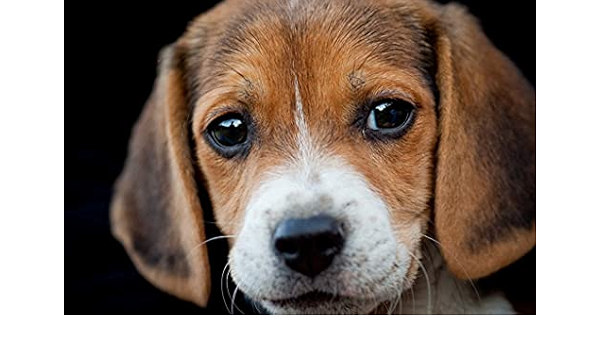 Amazon Co Jp 特大 ポスター 犬の銃口ビーグル目 壁紙ウォールステッカーポスター 594x4mm ホーム キッチン