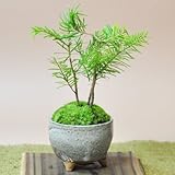 盆栽妙 かわいい南国風な松盆栽 とどまつ ミニミニ鉢 樹高15cm×幅15cm