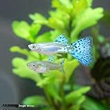 （熱帯魚）ブルーグラスグッピー（国産グッピー）（１ペア） 北海道・九州航空便要保温