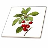Dooni Designs Redouteフルーツと花 – Redouteヴィンテージ水彩フルーツサクランボCerasus Domestica – タイル 12-Inch-Ceramic ct_106