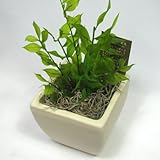 【ギフト】プリザーブドフラワーの観葉植物　[プリグリーン]【ラスカス】